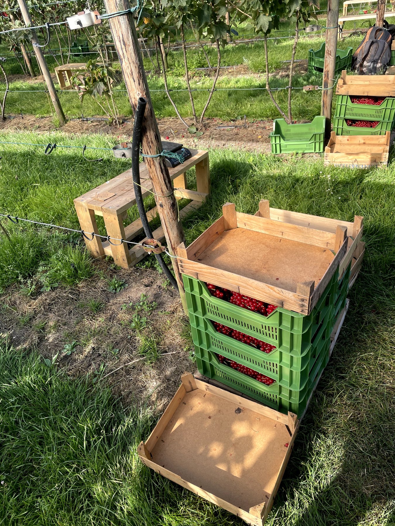 Plukkar met kratjes op het veld.