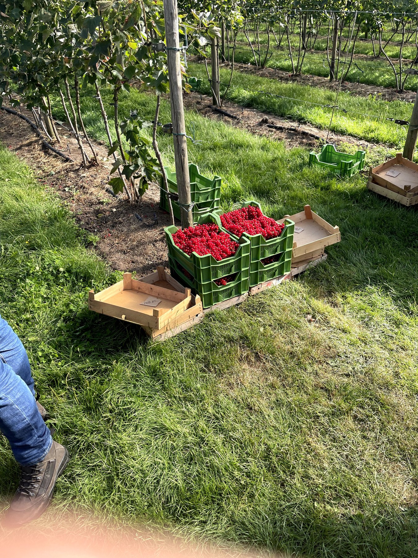 Kratjes met geplukte bessen tussen de struiken op het veld.